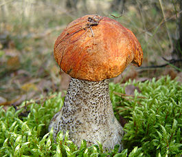 Подосиновик - orange-cap boletus