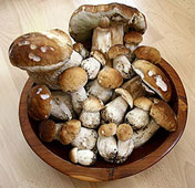 Картинки на тему английский язык: Белый гриб, боровик - cep, penny bun, porcino